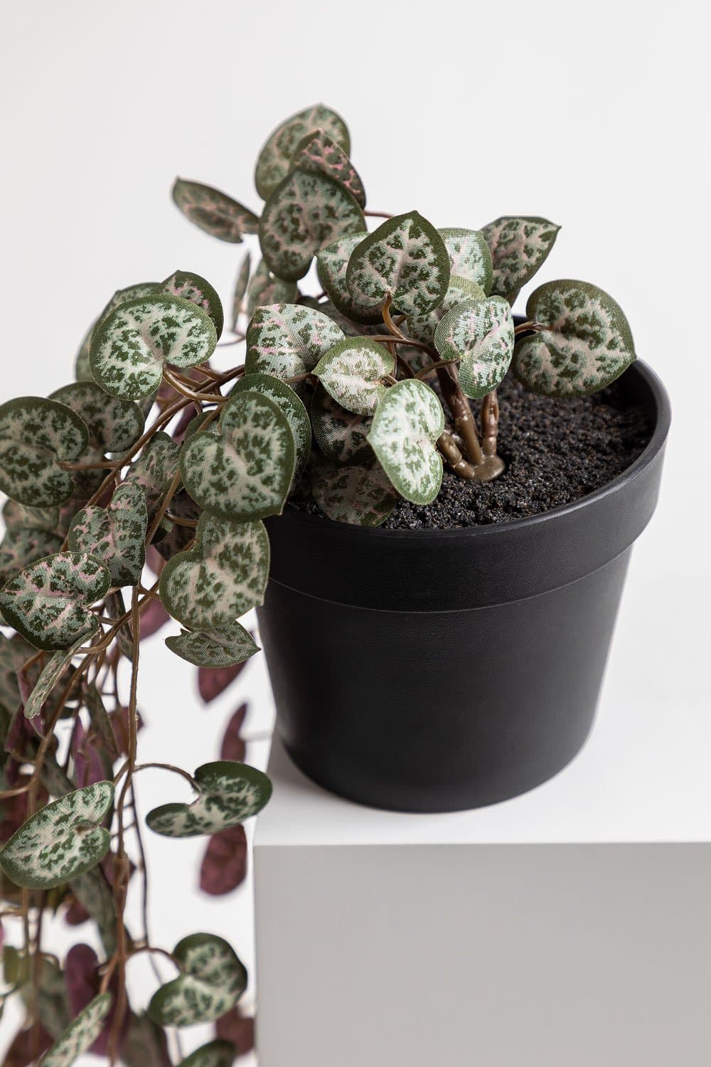 Ceropegia Decoratieve kunsthangplant, galerij beeld 3