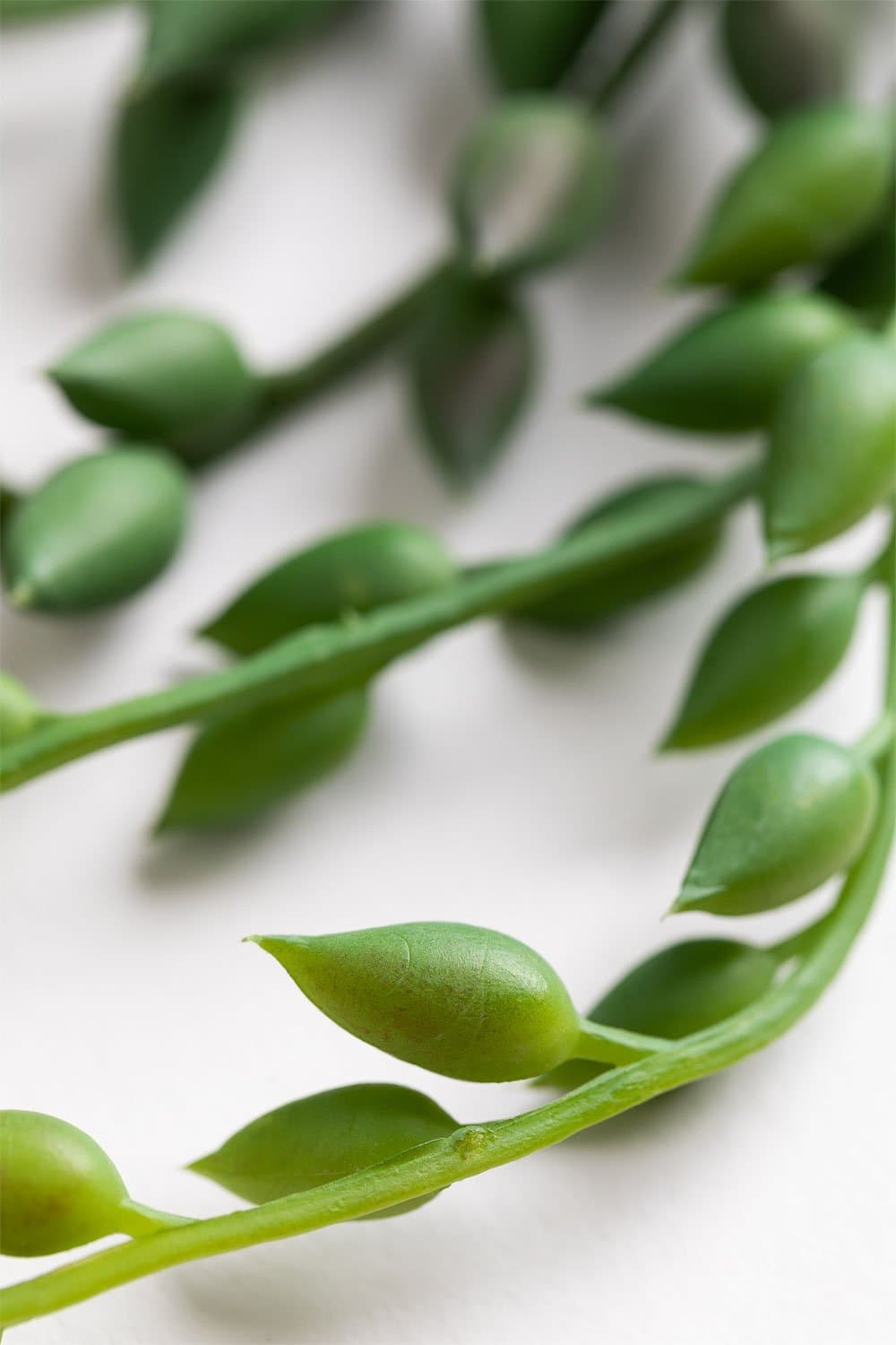 Decoratieve kunsthangplant Dischidia , galerij beeld 4