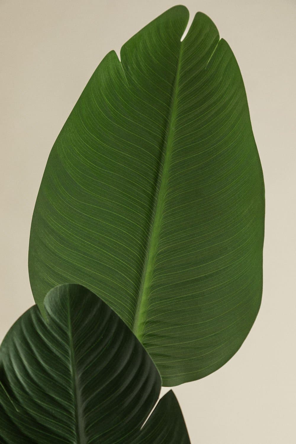 Strelitzia Decoratieve Kunstplant, galerij beeld 3