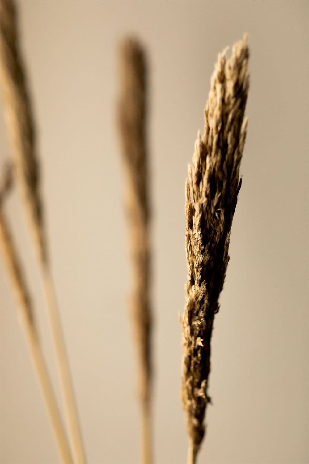 Verpakking van 4 Pampy decoratieve droge takken , galerij beeld 2