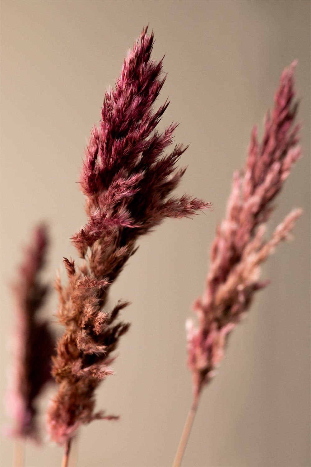 Verpakking van 5 Dagrai decoratieve droge takken , galerij beeld 2