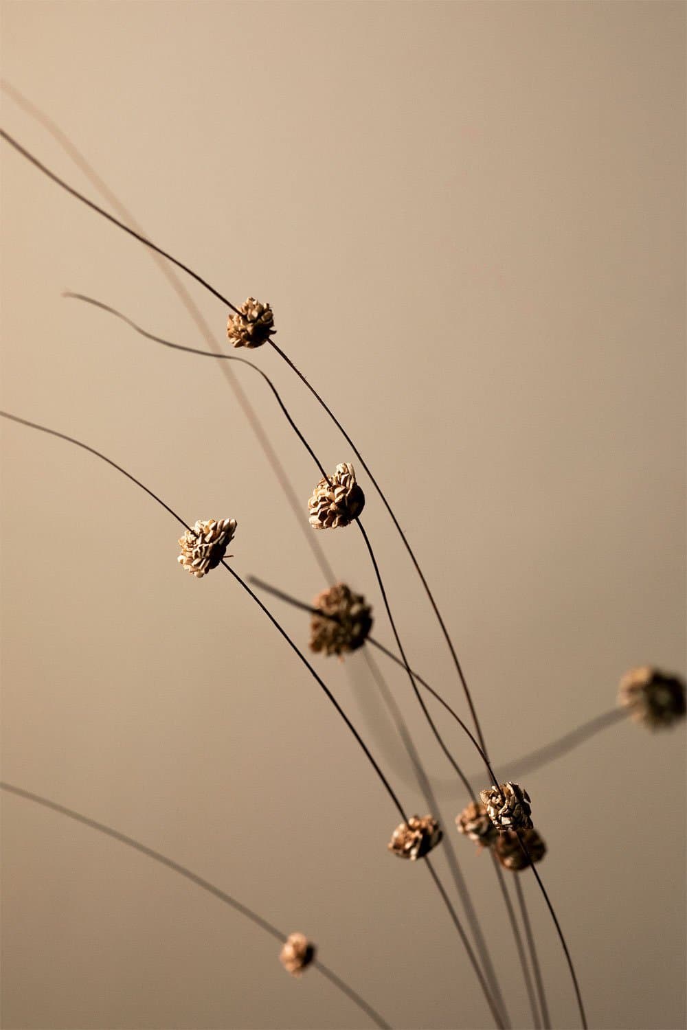 Pak van 10 gedroogde decoratieve takken Zinia, galerij beeld 2